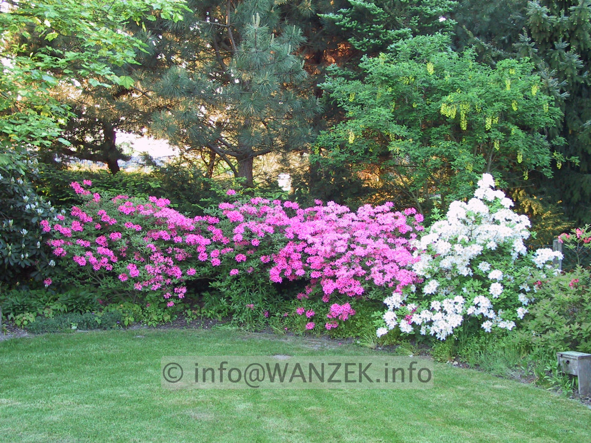 Azalea Hybriden in Sorten.JPG